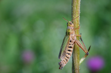 Sprinkhaan in de ochtenddauw