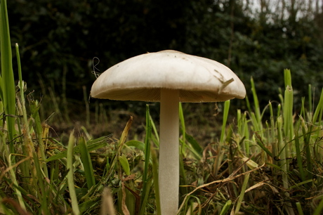lonely white mushroom