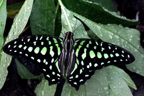 graphium agamemnon