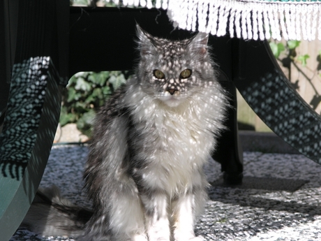 Maine coon in de zon