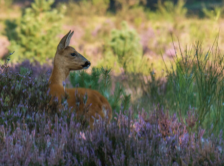 ree op de westerheide