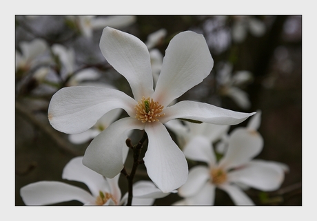 magnolia