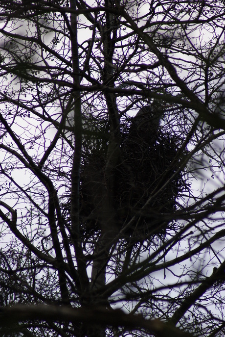 reiger in nest