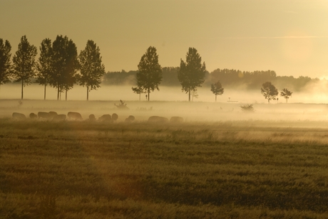 Mist op de Meilanden