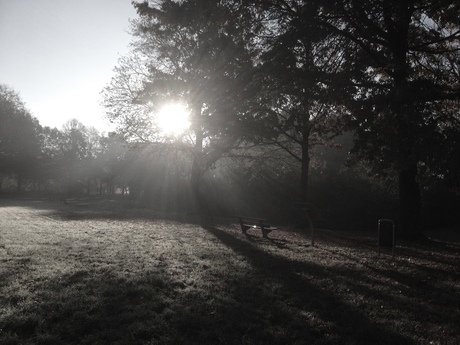 Zonsopkomst tussen de bomen in de ochtend