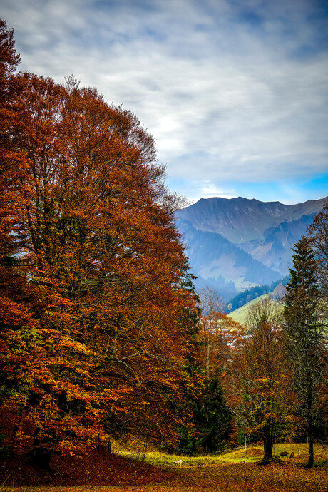 herfst in Mittelberg