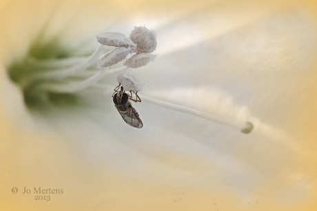 zweefvliegje in een bloem