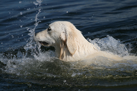 Senna goldenretriever pup