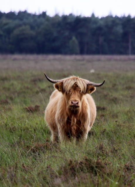 haar voor mijn ogen