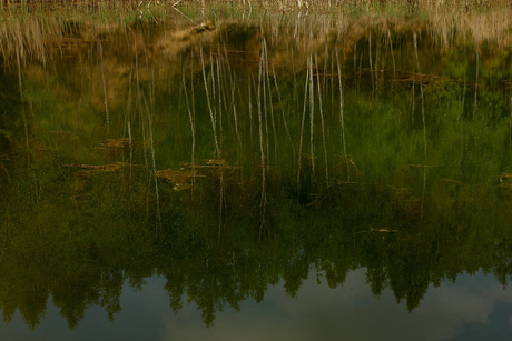 natuurschilderij