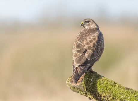 Buizerd