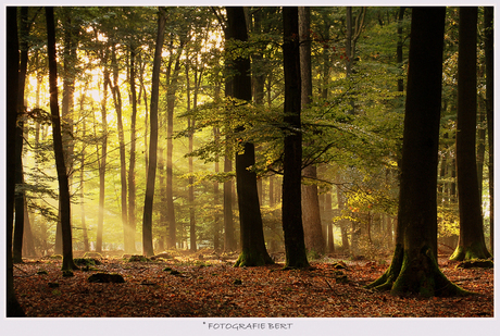 Stralen in het bos