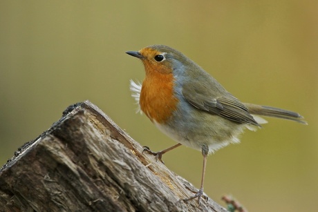 Robin