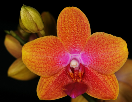 Vlinder orchidee