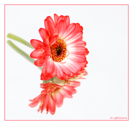 Gerbera op spiegel..