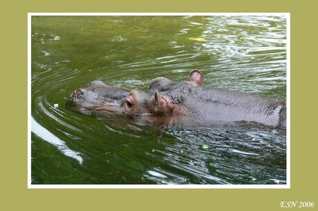 Nijlpaard te Emmen