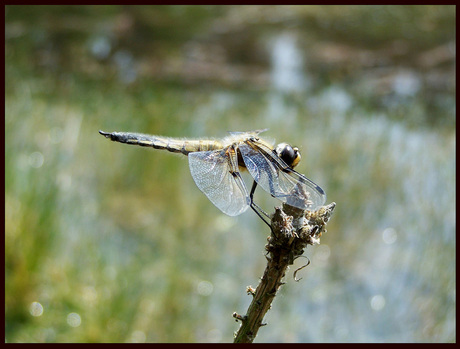 libelle