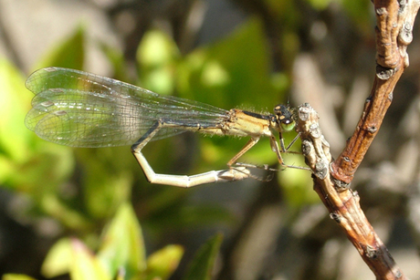 Libelle in de zomer