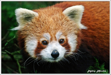 Blijdorp Rode panda
