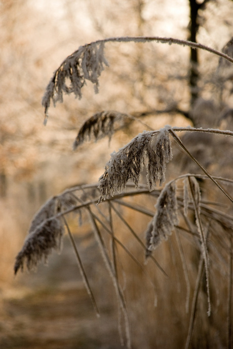 winterlandschap 2