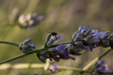 Macro van Lavendel en vlieg OP OF AANMERKINGEN GRAAG