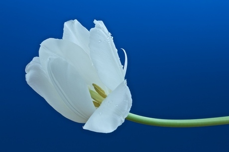 white tulip