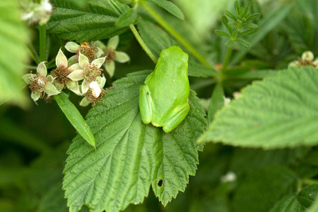 kleine boomkikker