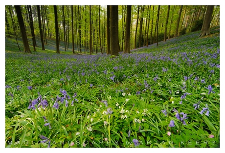 hallerbos