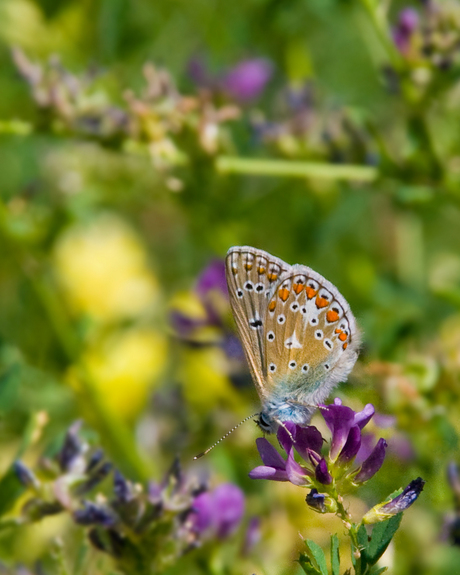 Icarusblauwtje in Zwitserland