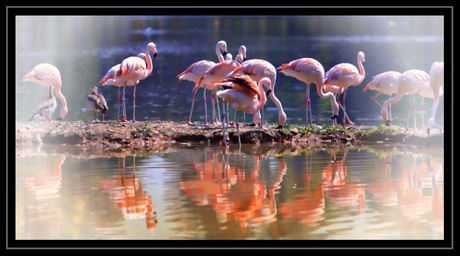 Flamingo's