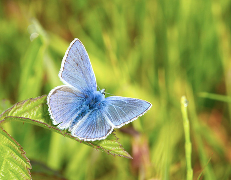 Icarus Blauwtje