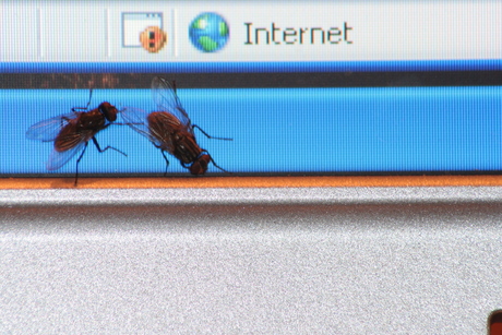 Internet vliegen
