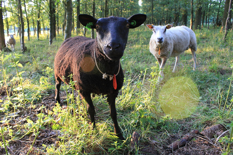 Nieuwsgierige schapen