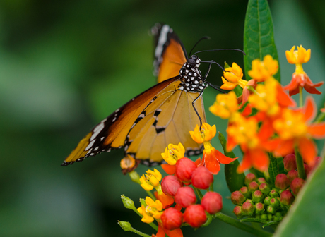 Monarch Vlinder