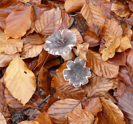 herfst paddenstoel