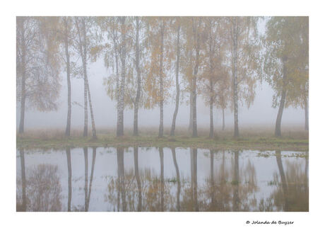 Misty trees