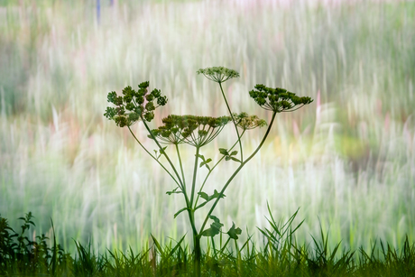 Shadows-of-Green