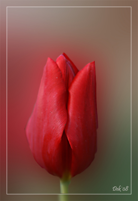 Tulpenpracht