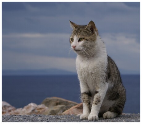 Kat in Kokkari