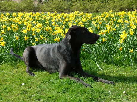 Kruising labrador