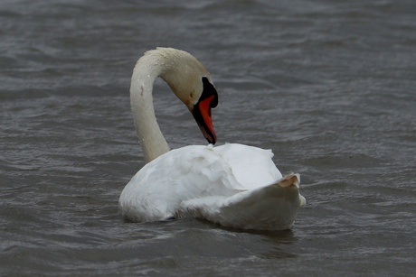 Als een zwaan in het water