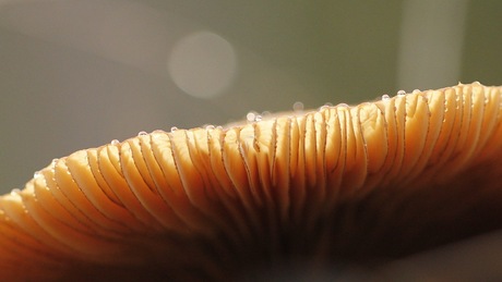 Baleinen van een paddenstoel.