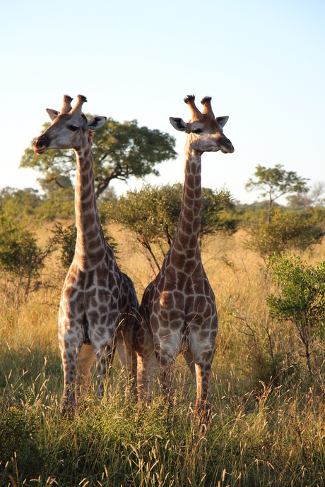 Tweeling giraffen