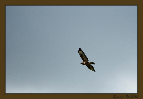 Buizerd