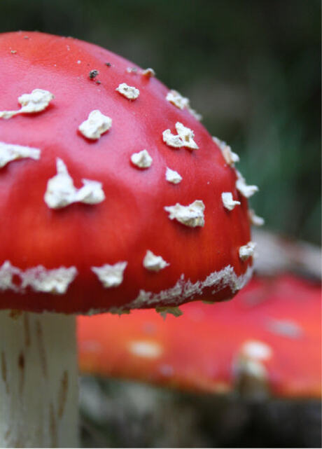 Rood met witte stippen