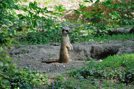 Stokstaartje in Burgers Zoo