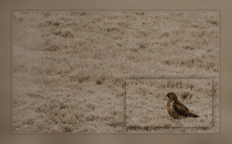 mijn 1ste buizerd:-)