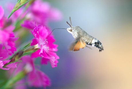 Kolibri vlinder