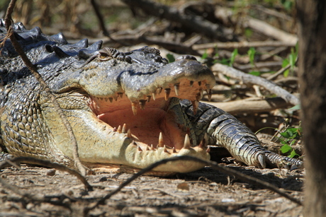 Krokodil