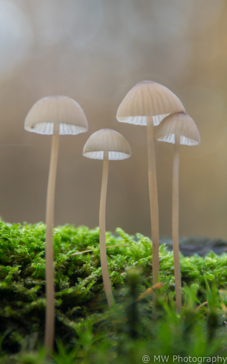 Drieluik paddestoelen deel 1